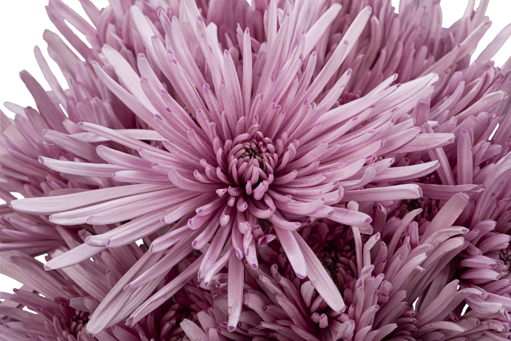 SPIDER MUM MARCELA