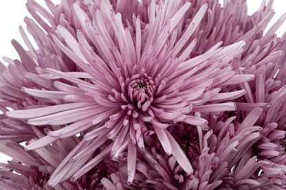 SPIDER MUM MARCELA