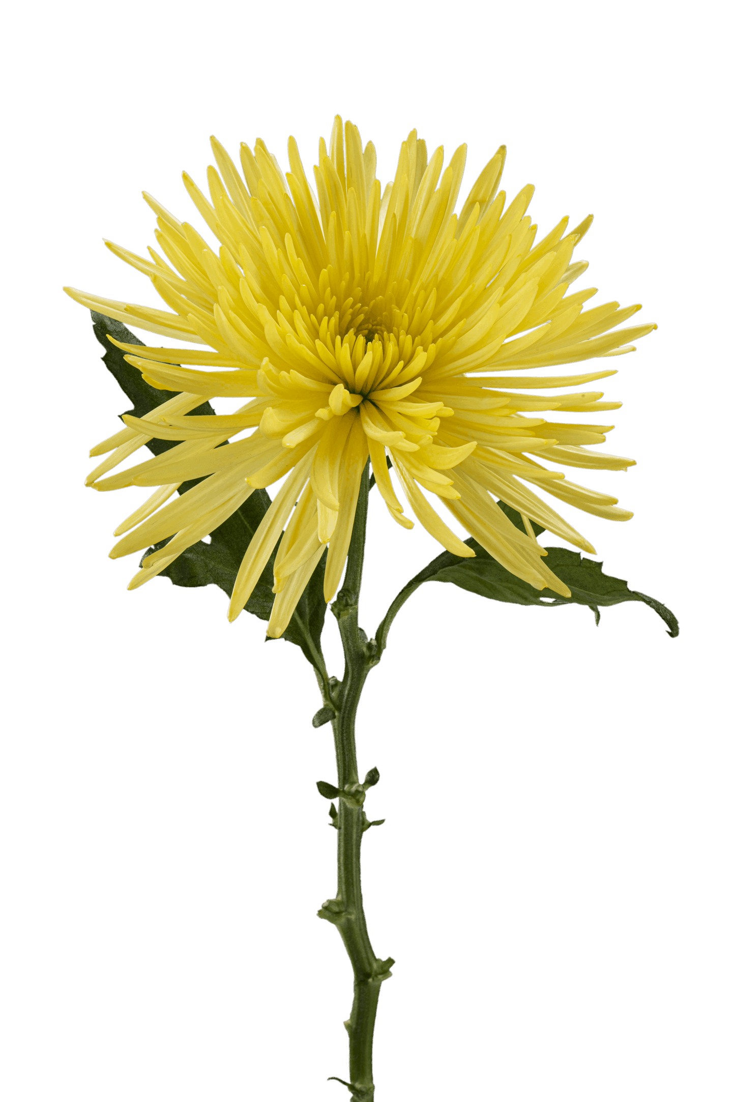 SPIDER MUM ANASTASIA SUNNY