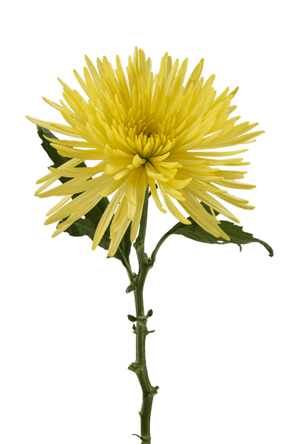 SPIDER MUM ANASTASIA SUNNY