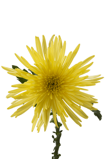 SPIDER MUM ANASTASIA SUNNY