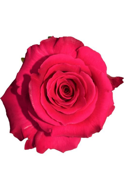 VIPINK