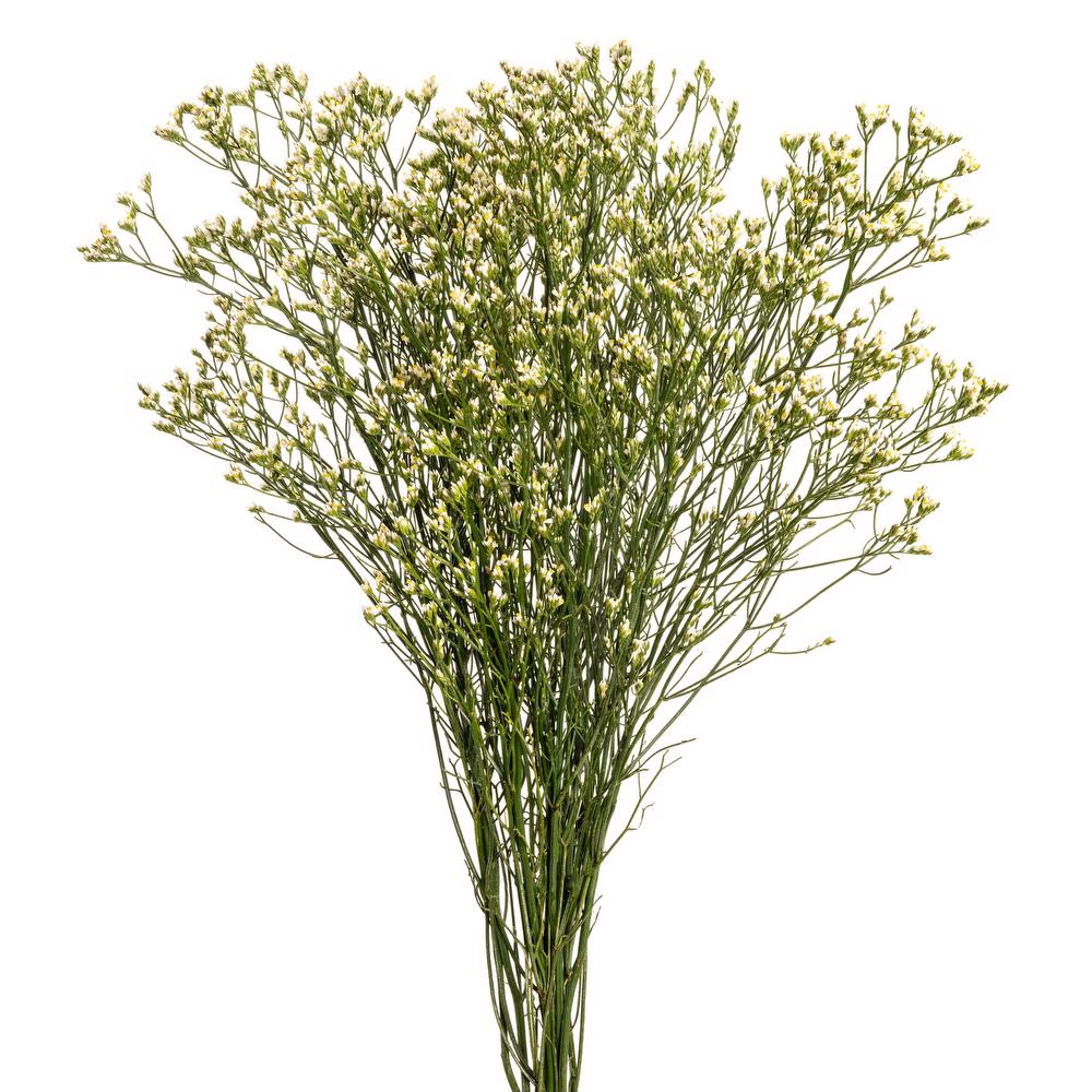 LIMONIUM WHITE