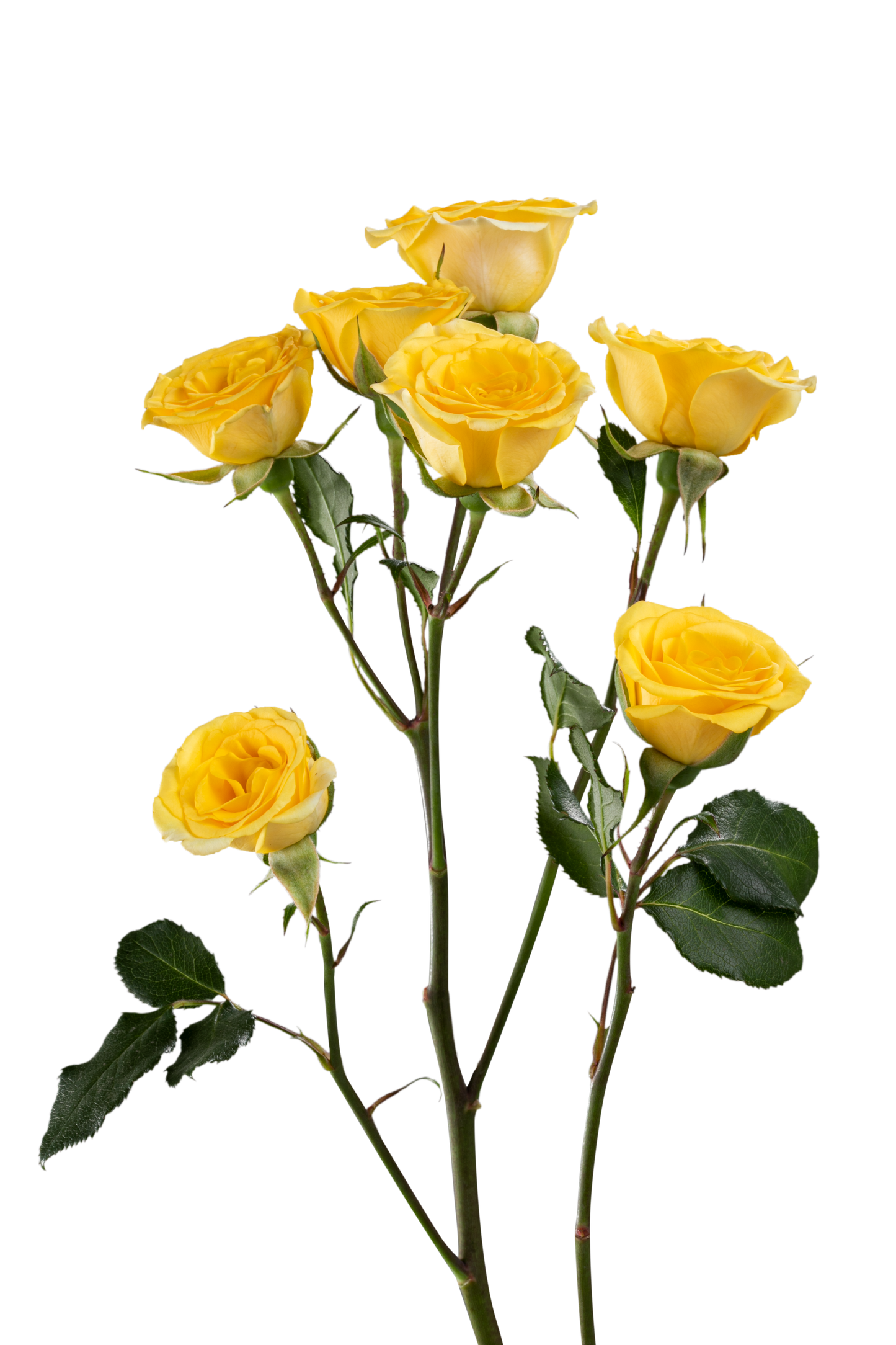 YELLOW BABE