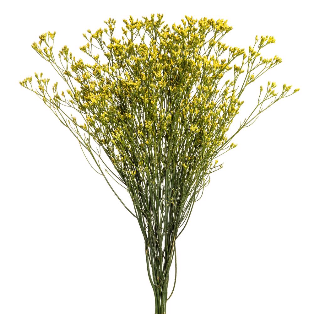 LIMONIUM YELLOW