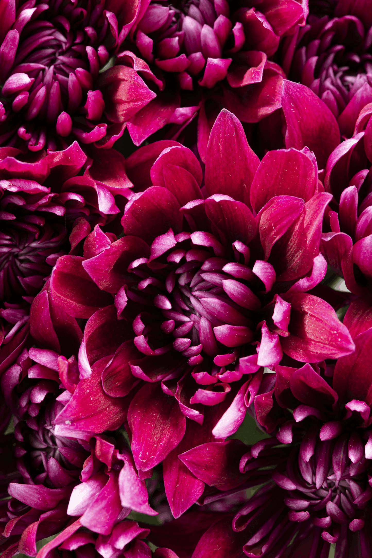 CUSHION TORNADO PURPLE