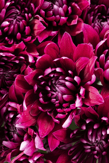 CUSHION TORNADO PURPLE