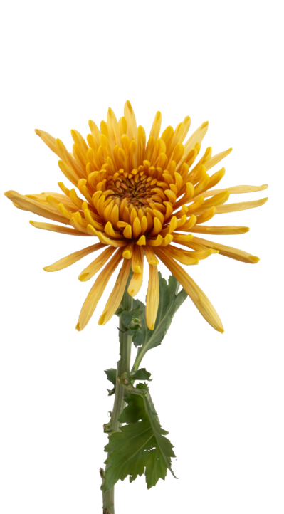 SPIDER MUM ALIS