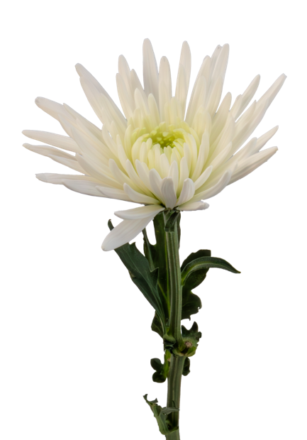 SPIDER MUM TOPSPIN
