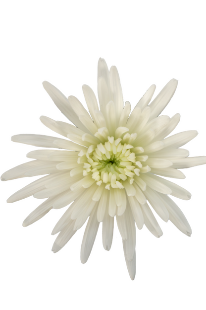 SPIDER MUM TOPSPIN